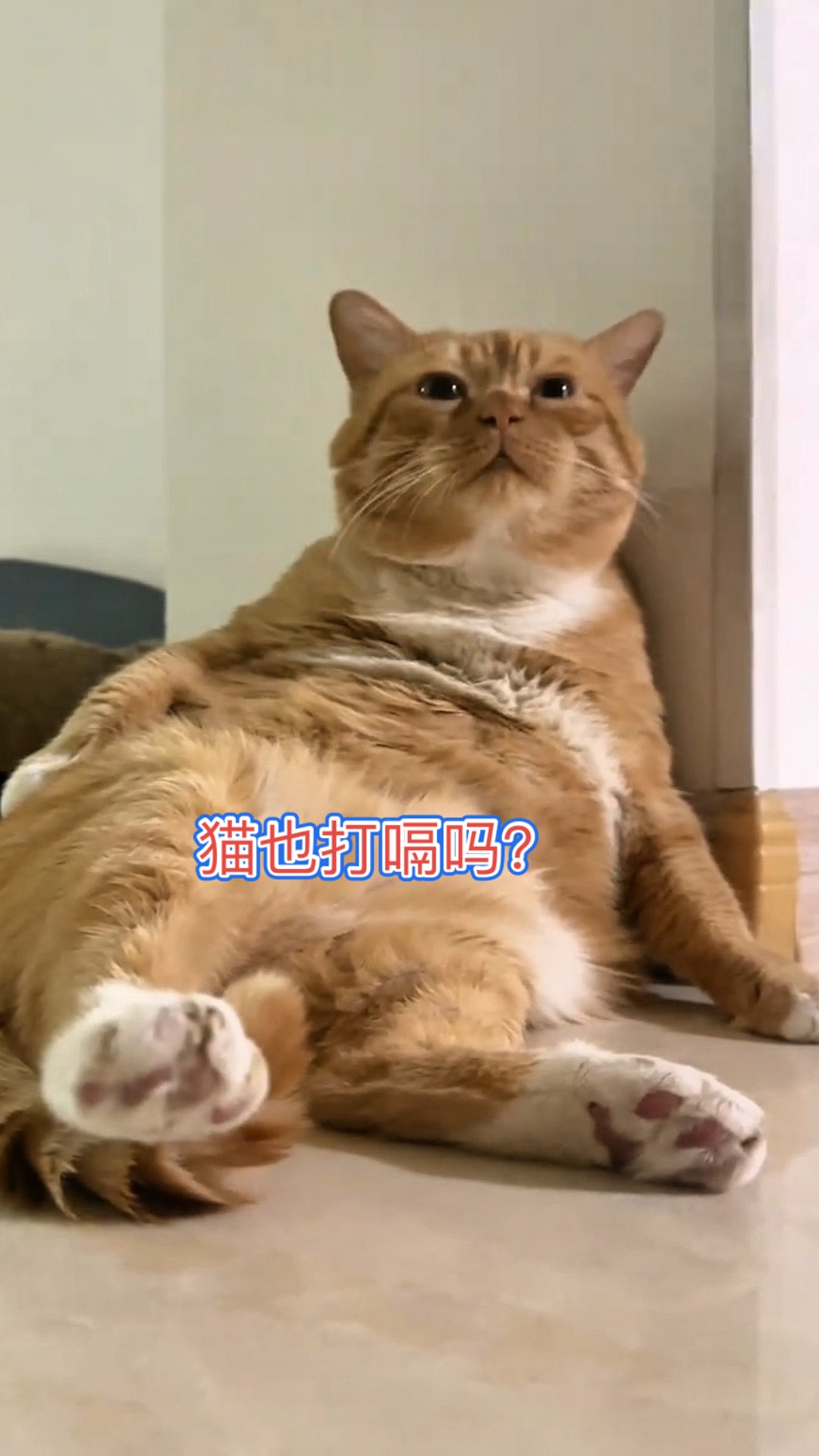 猫咪打嗝还抽搐一下是怎么回事(猫咪打嗝一样一抽一抽,无精打采)