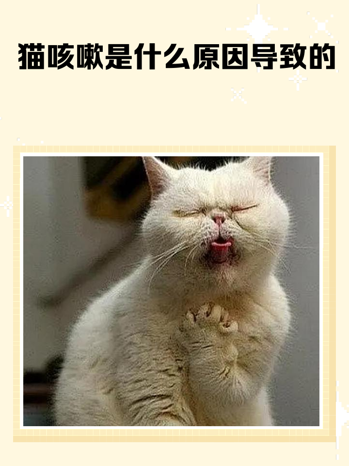 猫咪感冒会自愈吗(猫咪感冒可以自愈么)