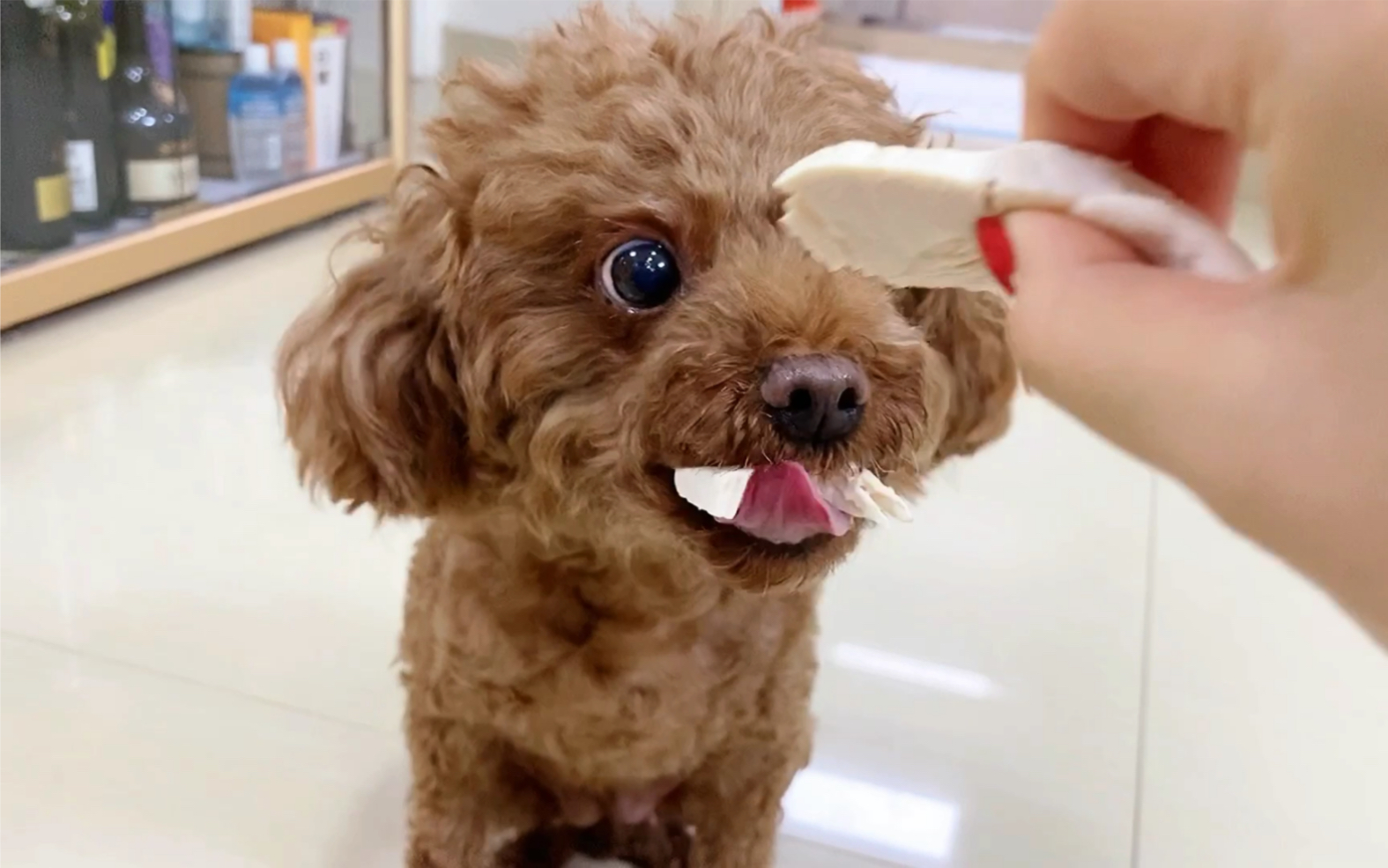 泰迪可以吃什么水果(泰迪吃什么水果对肠胃好)