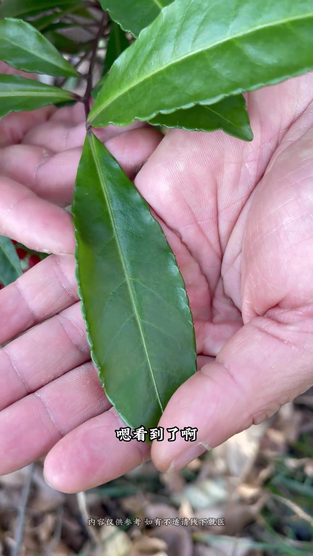 钩藤茶(钩藤茶的传统配方) 钩藤茶(钩藤茶的传统配方)