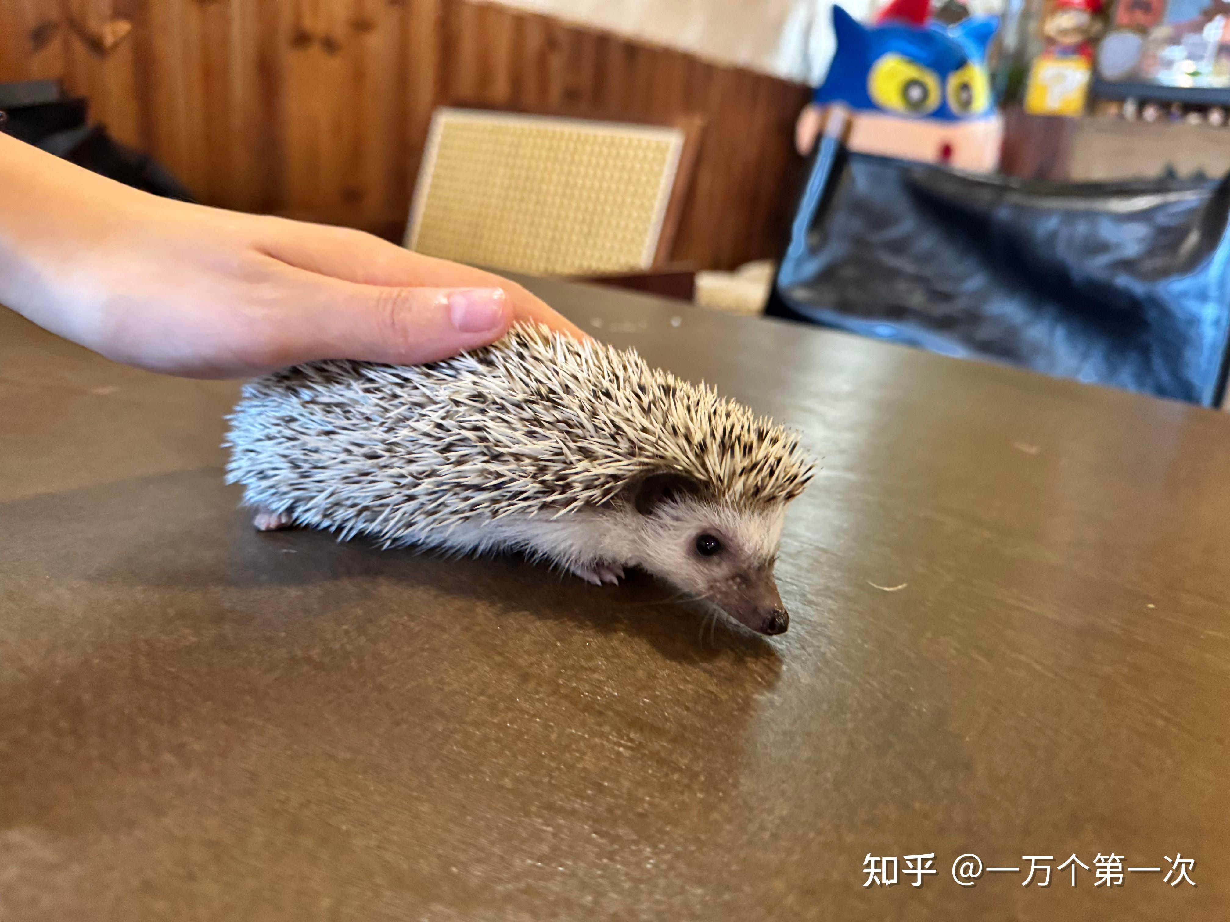 怎么养刺猬(怎么养刺猬才不扎人) 怎么养刺猬(怎么养刺猬才不扎人)