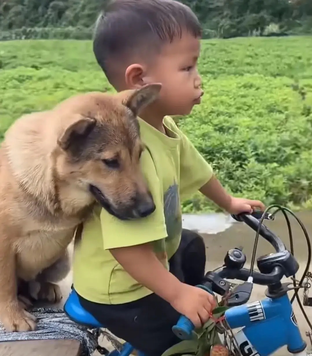 荔枝狗狗能吃吗(荔枝狗狗能吃吗怎么吃) 荔枝狗狗能吃吗(荔枝狗狗能吃吗怎么吃)