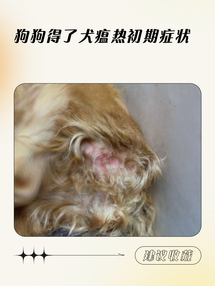 狗打完疫苗后的不良反应(狗狗打完疫苗后有什么症状) 狗打完疫苗后的不良反应(狗狗打完疫苗后有什么症状)