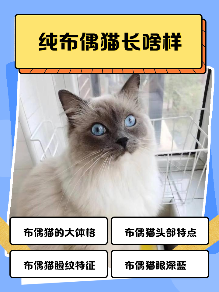 布偶猫性格(布偶猫性格怎么样) 布偶猫性格(布偶猫性格怎么样)