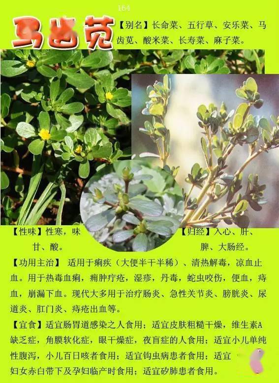 中草药6000种图解(12000种中草药大全)