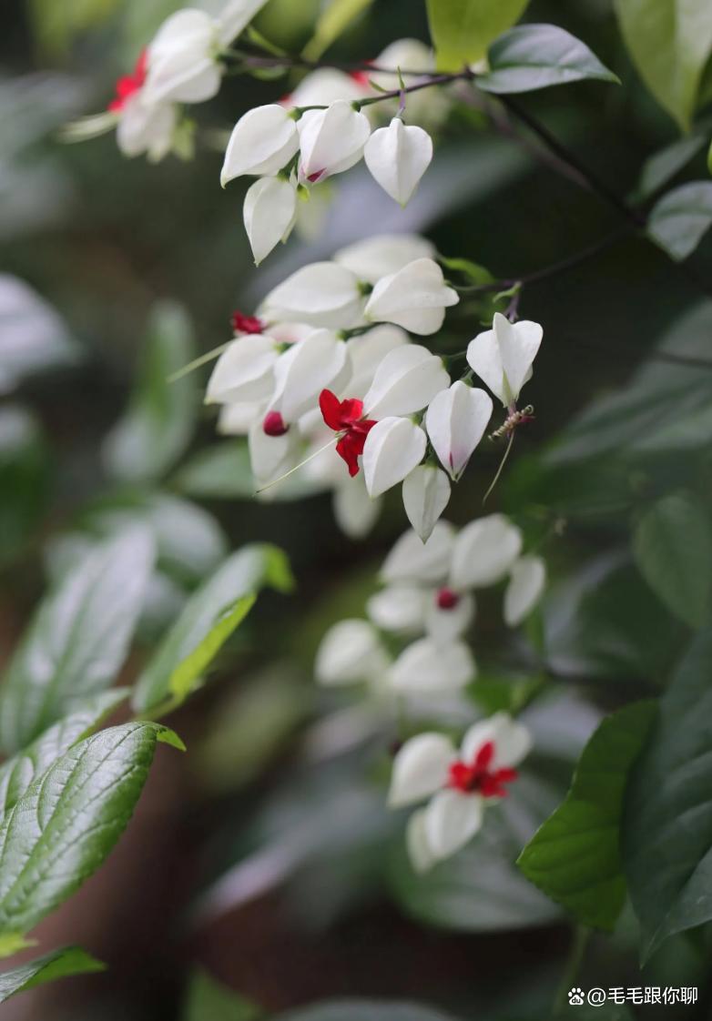 花中隐士是什么花(花中隐士的花是什么) 花中隐士是什么花(花中隐士的花是什么)