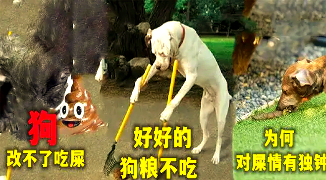 狗改不了吃屎文雅一点怎么说(狗改不了吃屎的意思,用文雅的句子表明) 狗改不了吃屎文雅一点怎么说(狗改不了吃屎的意思,用文雅的句子表明)