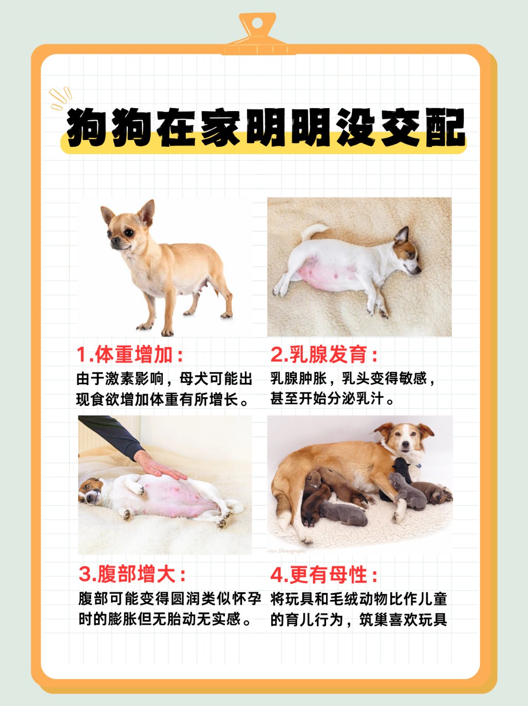 狗狗绝育后第几天不疼(狗狗绝育手术后多久不痛) 狗狗绝育后第几天不疼(狗狗绝育手术后多久不痛)
