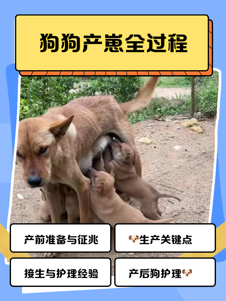 狗狗绝育后第几天不疼(狗狗绝育手术后多久不痛) 狗狗绝育后第几天不疼(狗狗绝育手术后多久不痛)