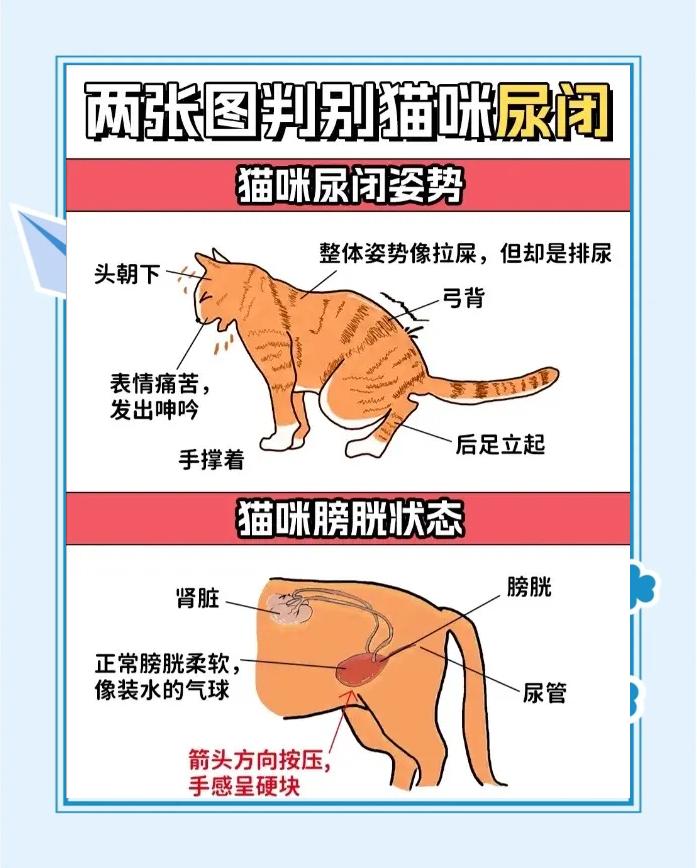 猫咪尿黄是什么原因(猫咪尿黄是什么原因引起的) 猫咪尿黄是什么原因(猫咪尿黄是什么原因引起的)