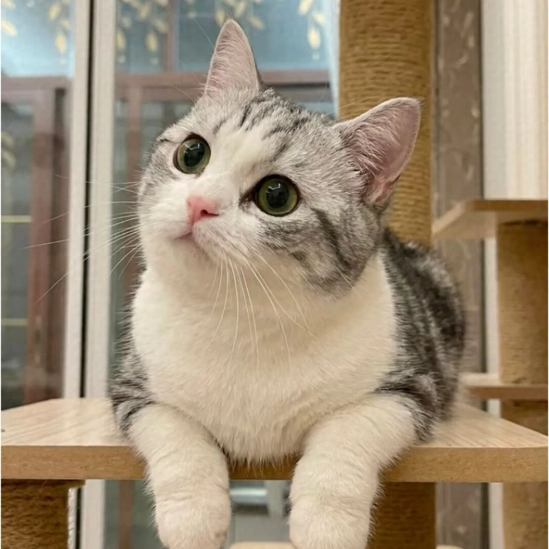 猫是群居动物还是独居动物(大熊猫是群居动物还是独居动物) 猫是群居动物还是独居动物(大熊猫是群居动物还是独居动物)