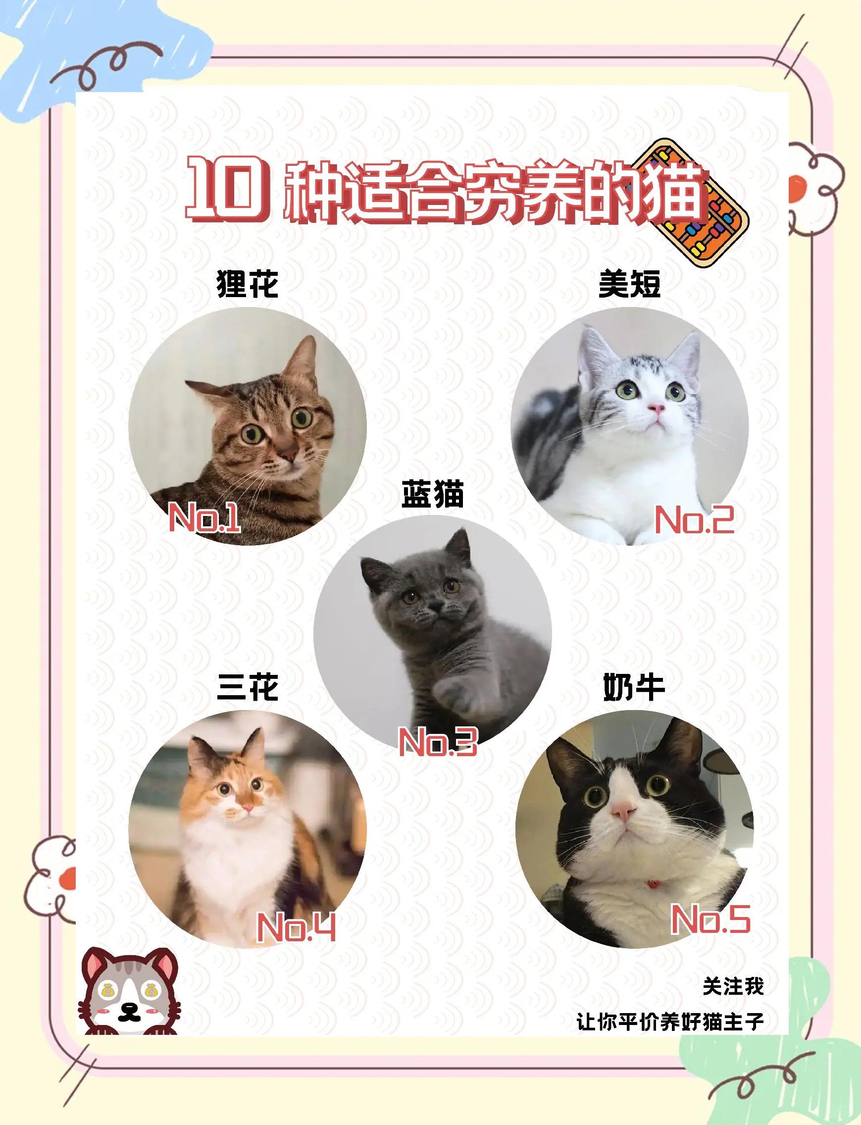 猫是群居动物还是独居动物(大熊猫是群居动物还是独居动物) 猫是群居动物还是独居动物(大熊猫是群居动物还是独居动物)