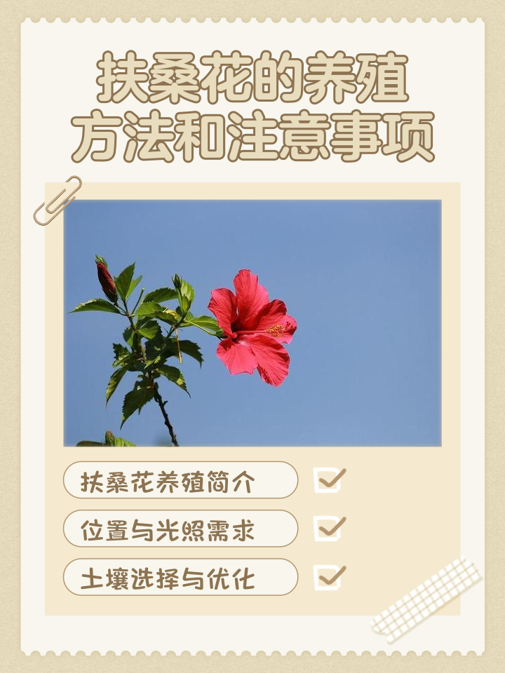 为什么家中不能养木槿(为什么家中不能养木槿花)