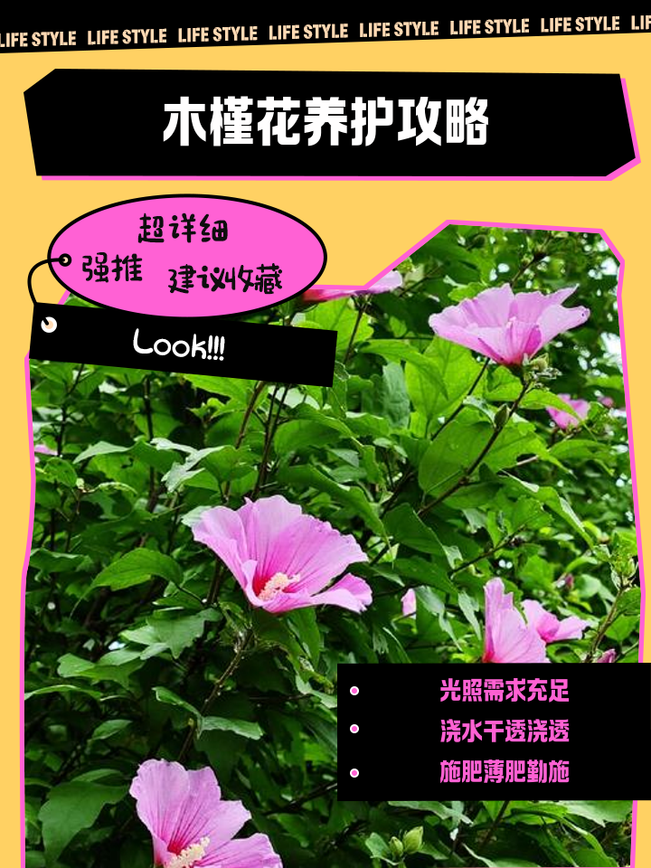 为什么家中不能养木槿(为什么家中不能养木槿花)