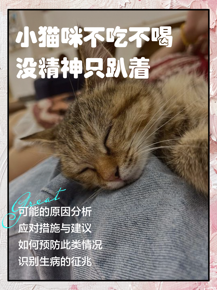 猫咪一切正常就是食欲不好(猫咪一切正常就是食欲不好怎么办) 猫咪一切正常就是食欲不好(猫咪一切正常就是食欲不好怎么办)