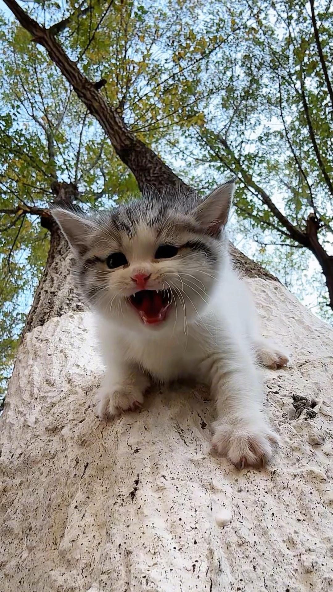 猫的天敌是什么(猫的天敌是谁的短视频) 猫的天敌是什么(猫的天敌是谁的短视频)