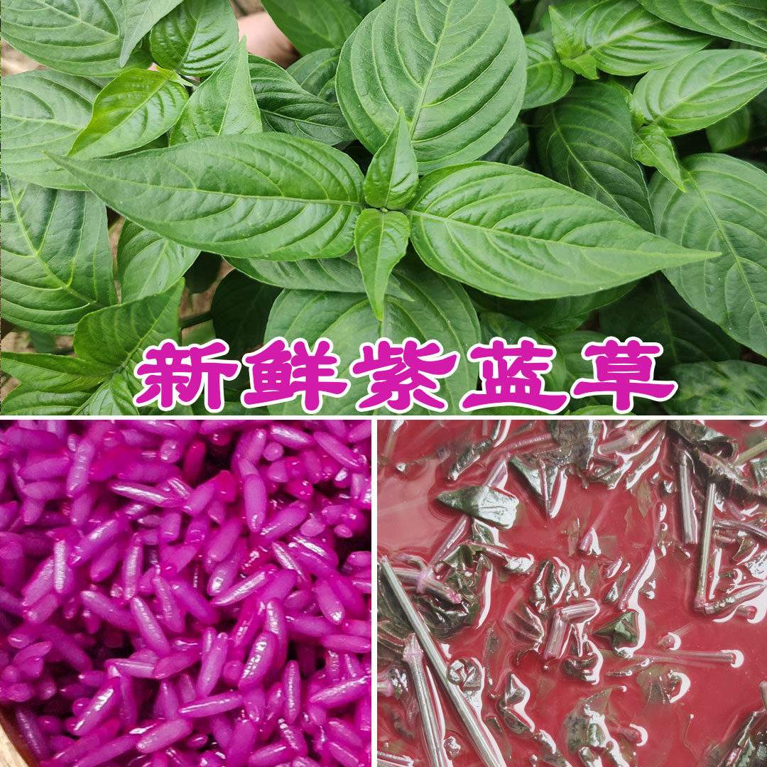 染饭花泡水喝的功效(染饭花泡水喝的功效孕妇可以喝吗) 染饭花泡水喝的功效(染饭花泡水喝的功效孕妇可以喝吗)