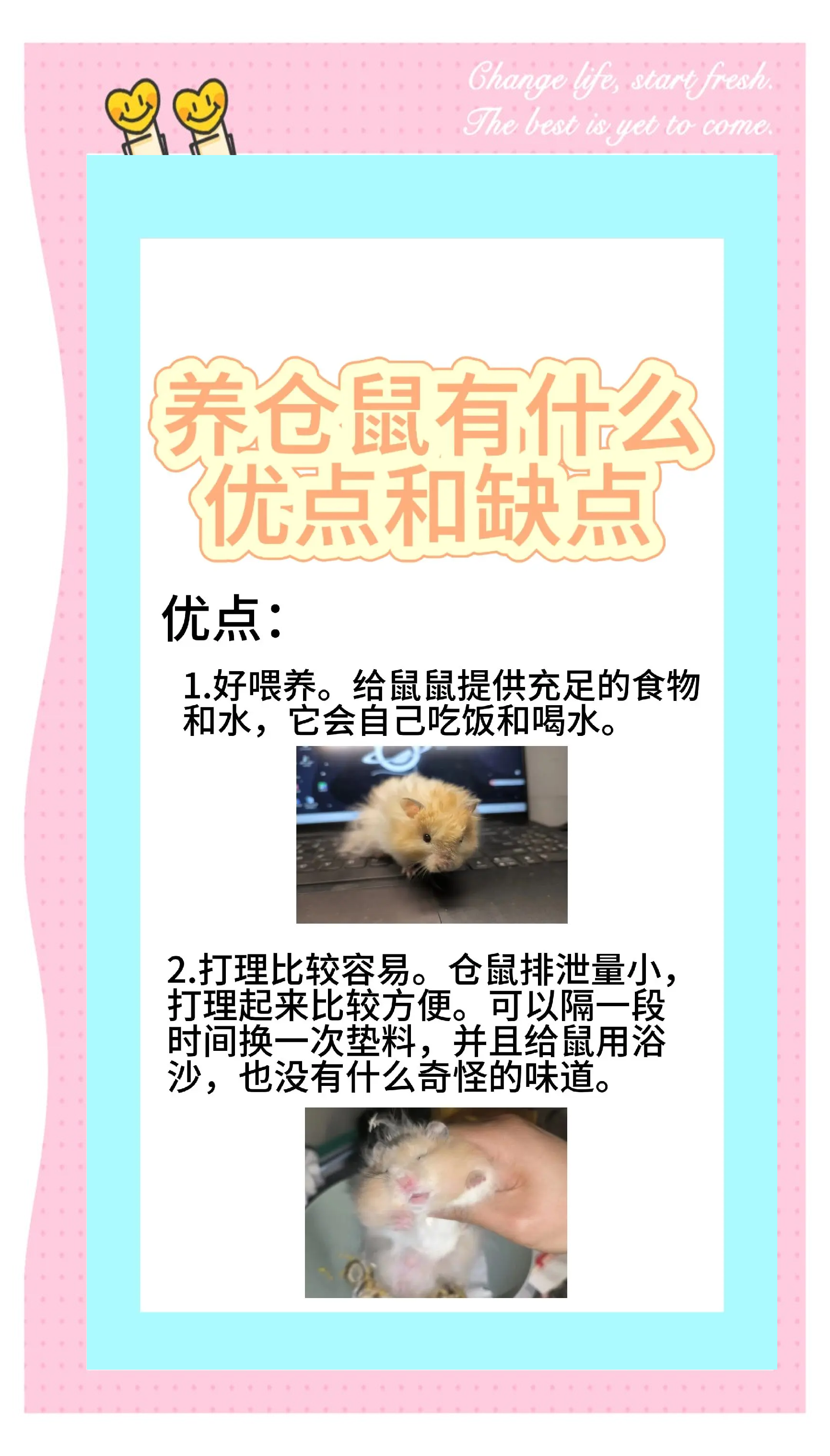 仓鼠可以吃西红柿吗(仓鼠可以吃西红柿吗一次吃多少) 仓鼠可以吃西红柿吗(仓鼠可以吃西红柿吗一次吃多少)