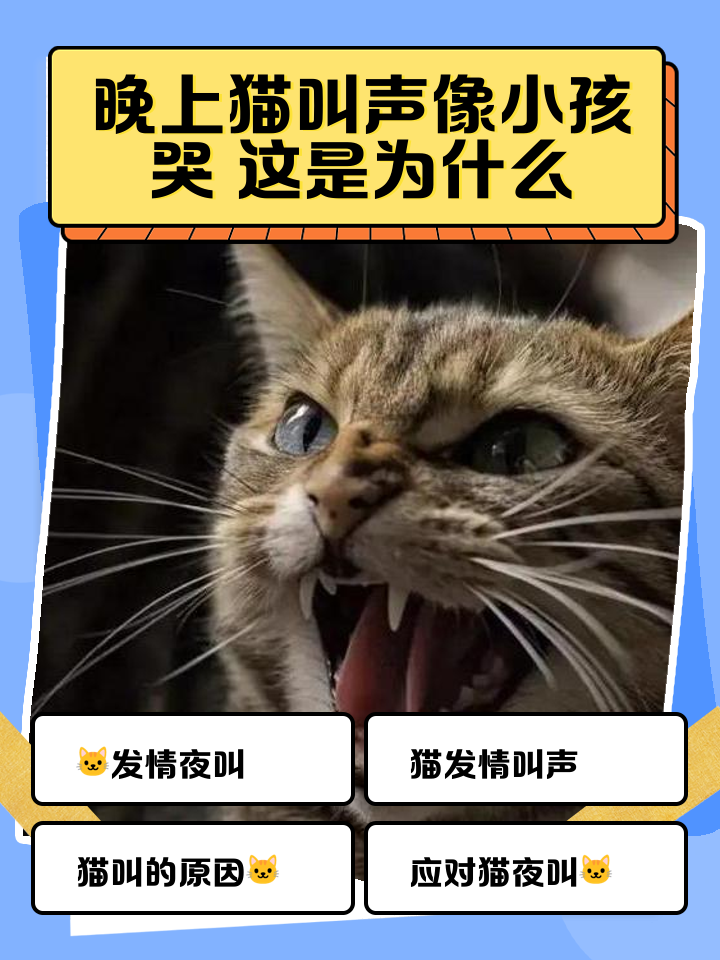 猫发出喷气一样的声音(猫发出喷气一样的声音怎么回事) 猫发出喷气一样的声音(猫发出喷气一样的声音怎么回事)