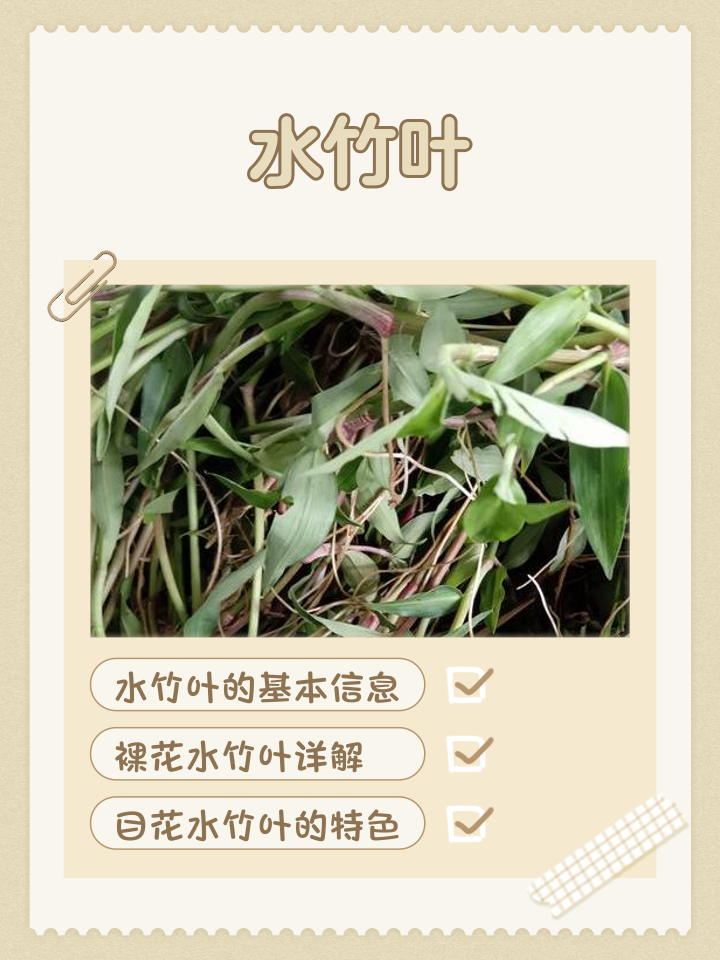 捞叶有什么功效与作用(捞叶有什么功效与作用?适合什么人吃,有没有什么禁忌?) 捞叶有什么功效与作用(捞叶有什么功效与作用?适合什么人吃,有没有什么禁忌?)