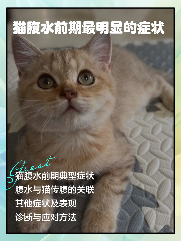 怎样判断猫是不是得了胰腺炎(怎么判断猫胰腺炎有没有彻底好) 怎样判断猫是不是得了胰腺炎(怎么判断猫胰腺炎有没有彻底好)