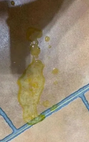 怎样判断猫是不是得了胰腺炎(怎么判断猫胰腺炎有没有彻底好) 怎样判断猫是不是得了胰腺炎(怎么判断猫胰腺炎有没有彻底好)