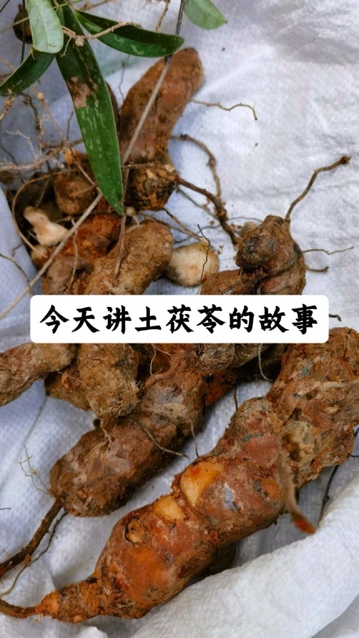 土茯苓泡酒功效作用(茯苓对男性性功能有什么帮助) 土茯苓泡酒功效作用(茯苓对男性性功能有什么帮助)