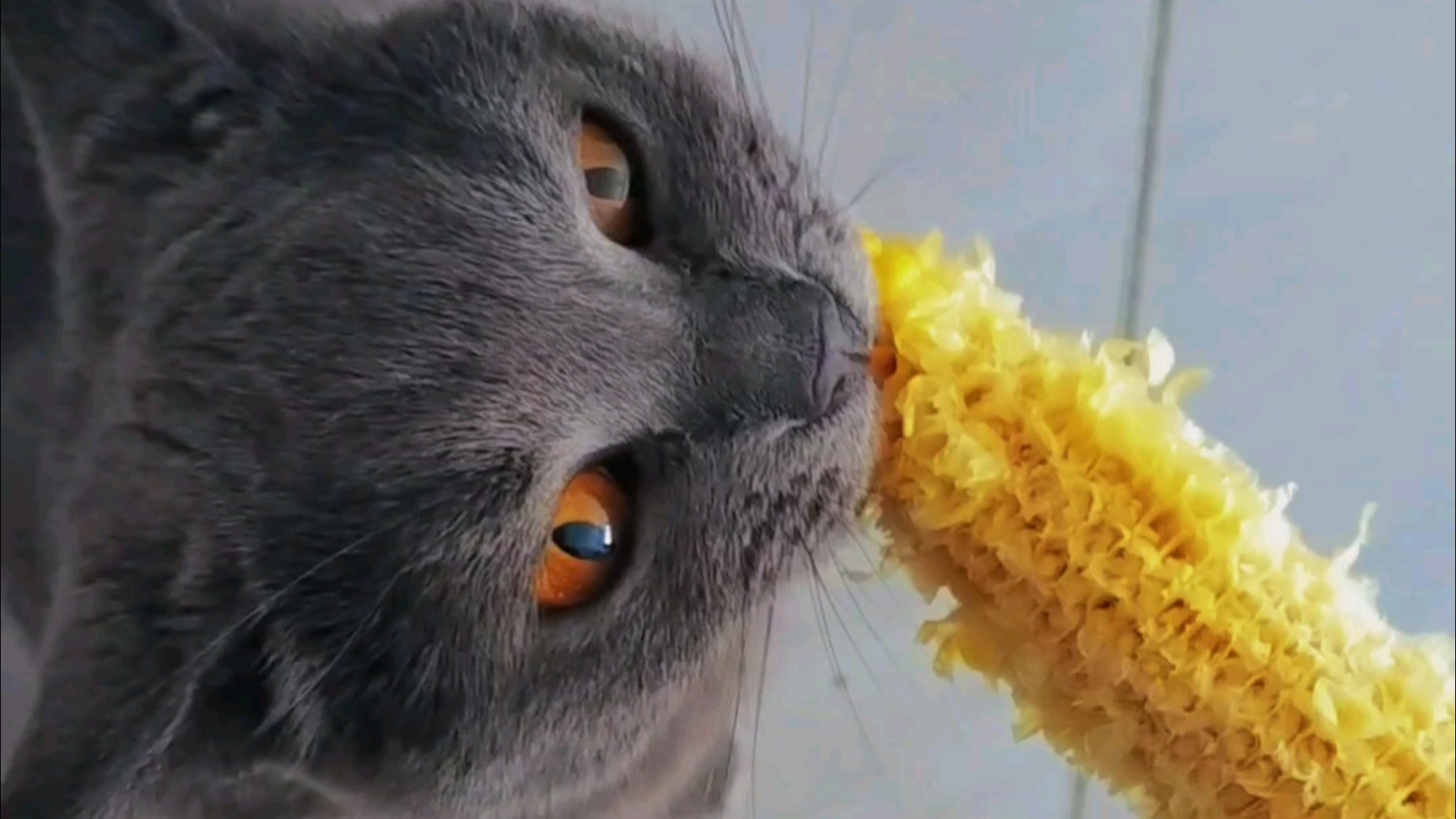 猫能吃玉米吗蒸熟的(布偶猫能吃玉米吗蒸熟的) 猫能吃玉米吗蒸熟的(布偶猫能吃玉米吗蒸熟的)