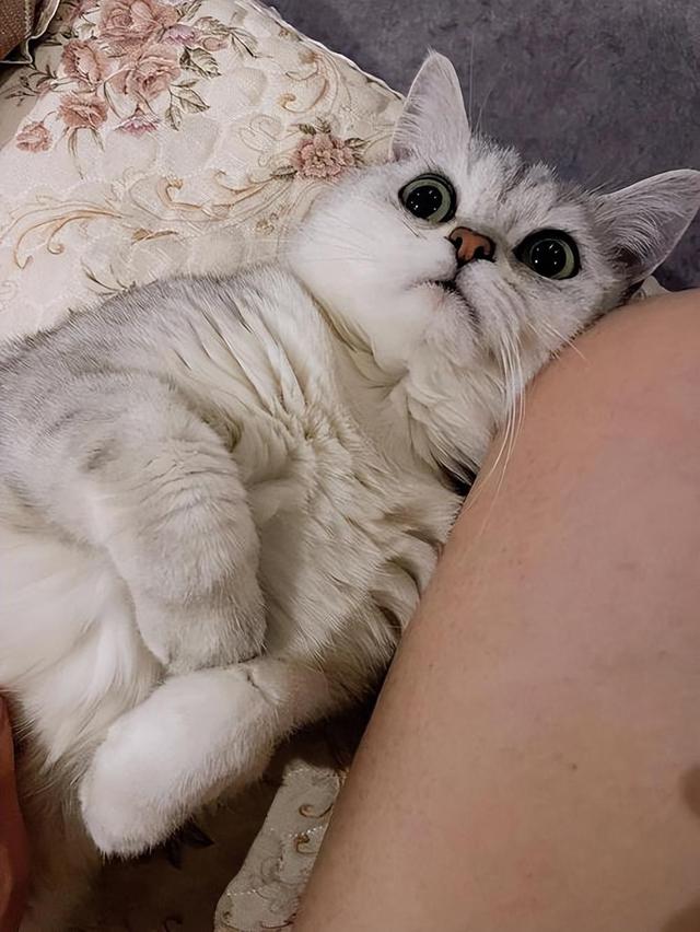 猫的平均寿命(大熊猫的平均寿命) 猫的平均寿命(大熊猫的平均寿命)
