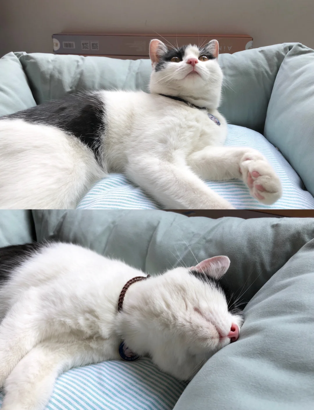 猫好养吗(猫好养吗?优缺点有哪些) 猫好养吗(猫好养吗?优缺点有哪些)