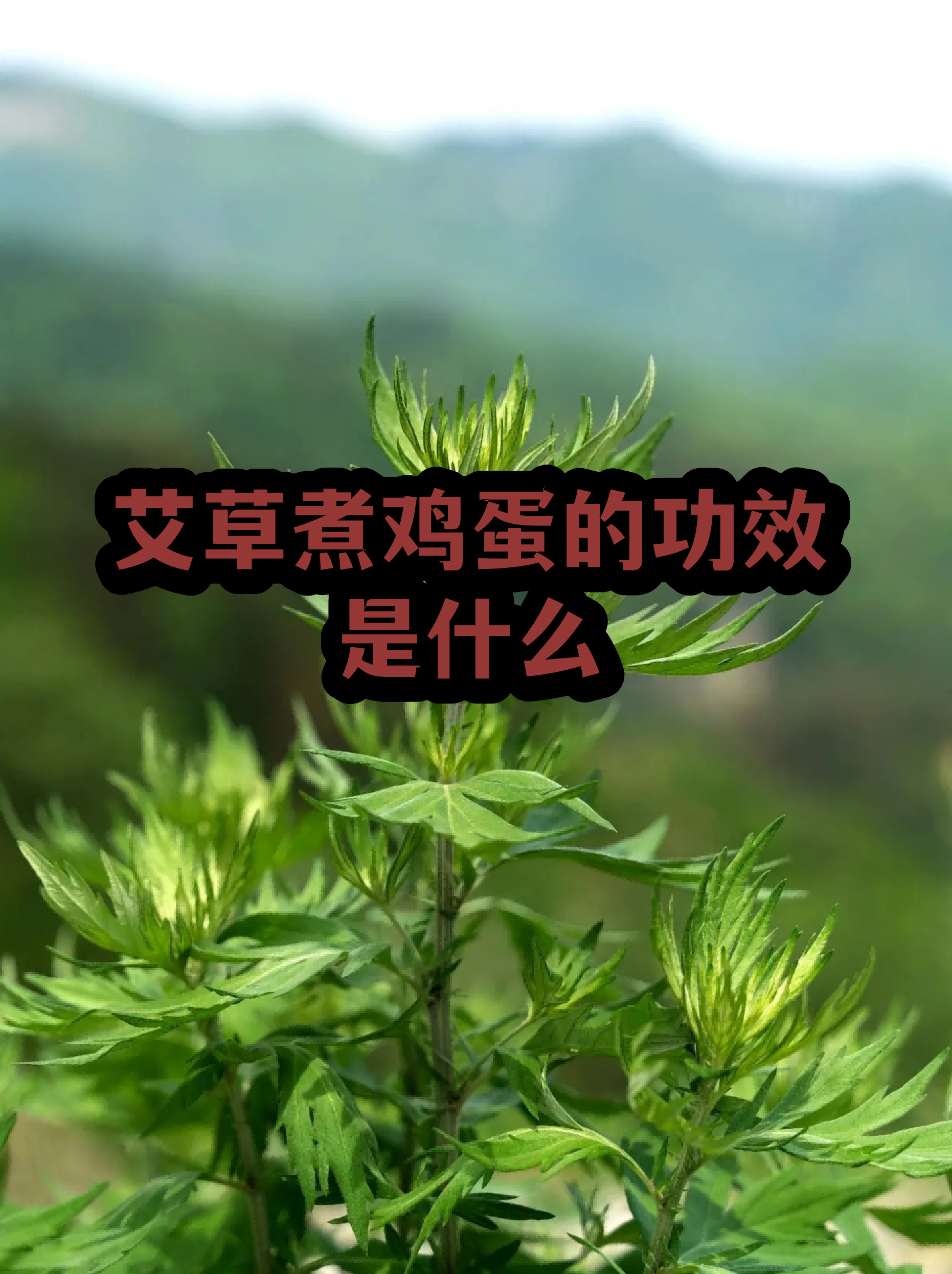 艾草过敏有哪些症状(艾草过敏有哪些症状表现) 艾草过敏有哪些症状(艾草过敏有哪些症状表现)