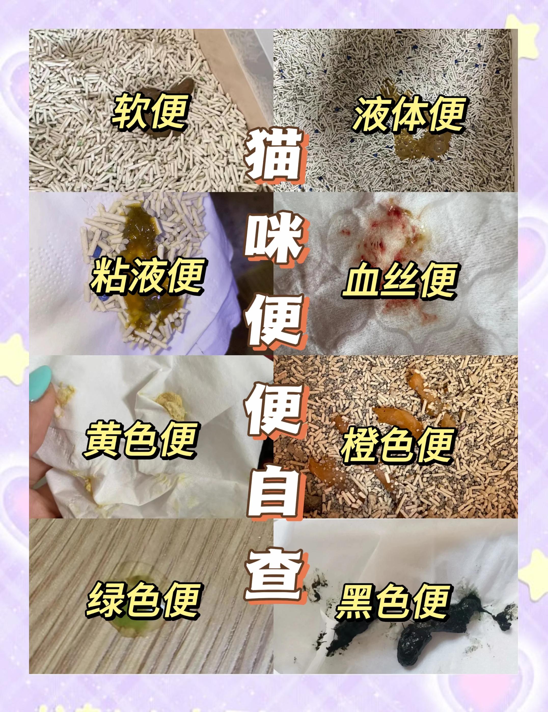 猫咪眼屎黄粘稠怎么回事(猫咪眼屎有点黄是怎么回事) 猫咪眼屎黄粘稠怎么回事(猫咪眼屎有点黄是怎么回事)