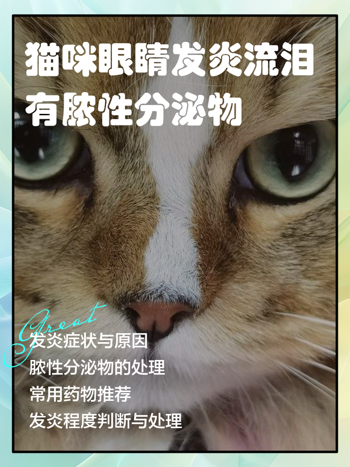 猫咪眼屎黄粘稠怎么回事(猫咪眼屎有点黄是怎么回事) 猫咪眼屎黄粘稠怎么回事(猫咪眼屎有点黄是怎么回事)