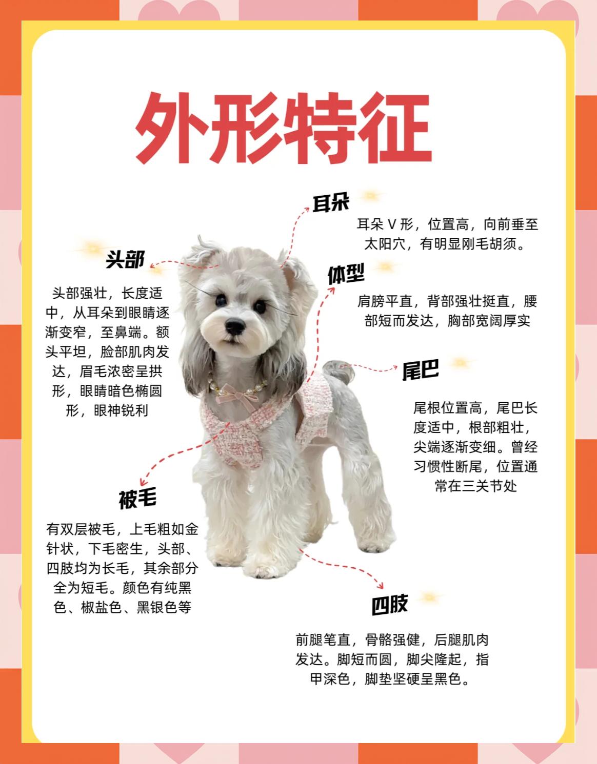 介绍狗的样子和特点(介绍狗的特点100个字) 介绍狗的样子和特点(介绍狗的特点100个字)