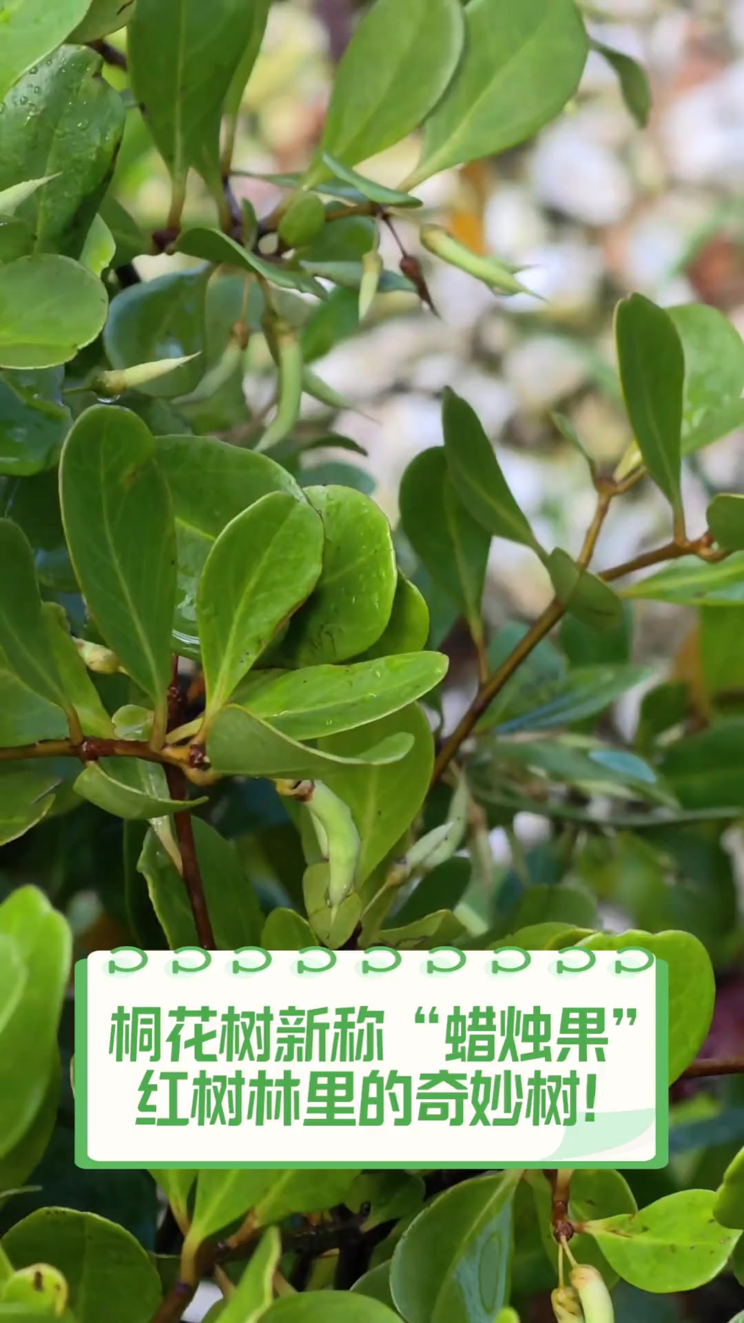 桐树花能吃吗有什么功效(桐树花能吃吗有什么功效和禁忌) 桐树花能吃吗有什么功效(桐树花能吃吗有什么功效和禁忌)
