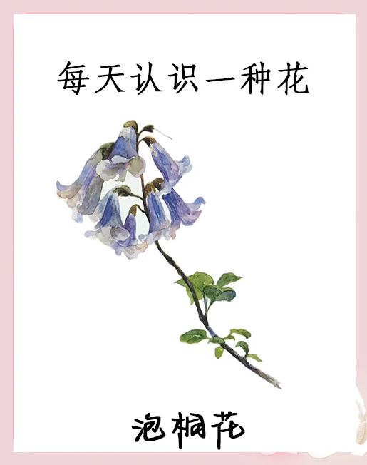 桐树花能吃吗有什么功效(桐树花能吃吗有什么功效和禁忌) 桐树花能吃吗有什么功效(桐树花能吃吗有什么功效和禁忌)