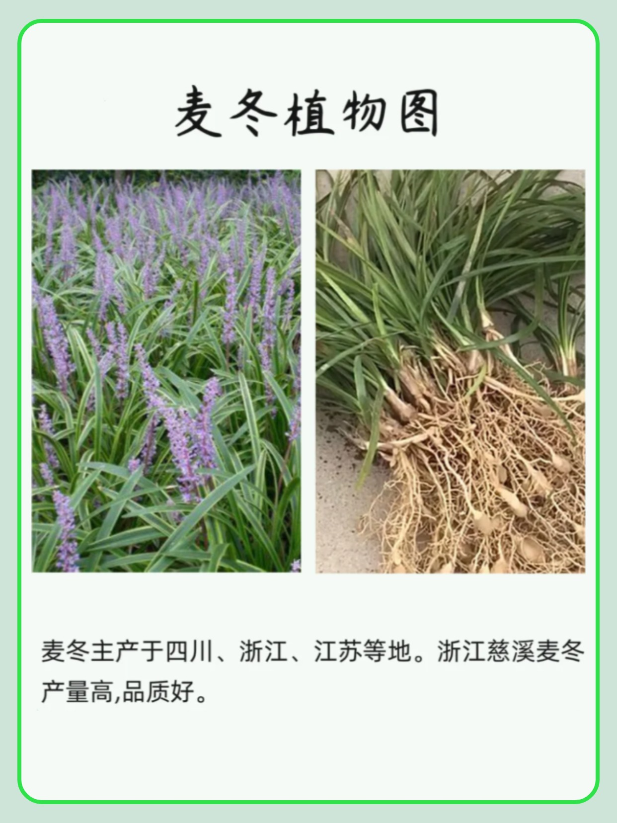 麦冬图片及功效与作用(麦冬图片功效与作用中药大全) 麦冬图片及功效与作用(麦冬图片功效与作用中药大全)