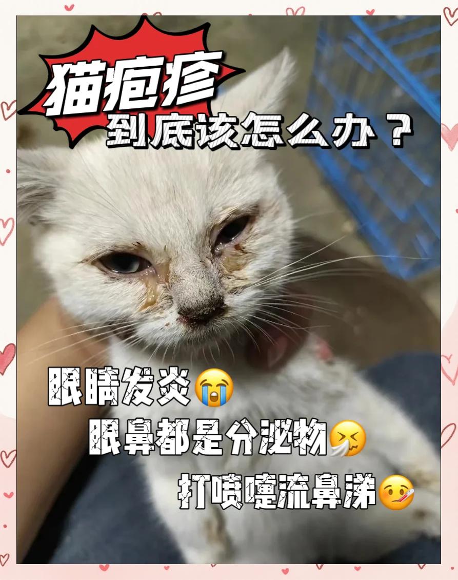 猫咪上火的症状(猫咪上火的症状眼睛图片) 猫咪上火的症状(猫咪上火的症状眼睛图片)