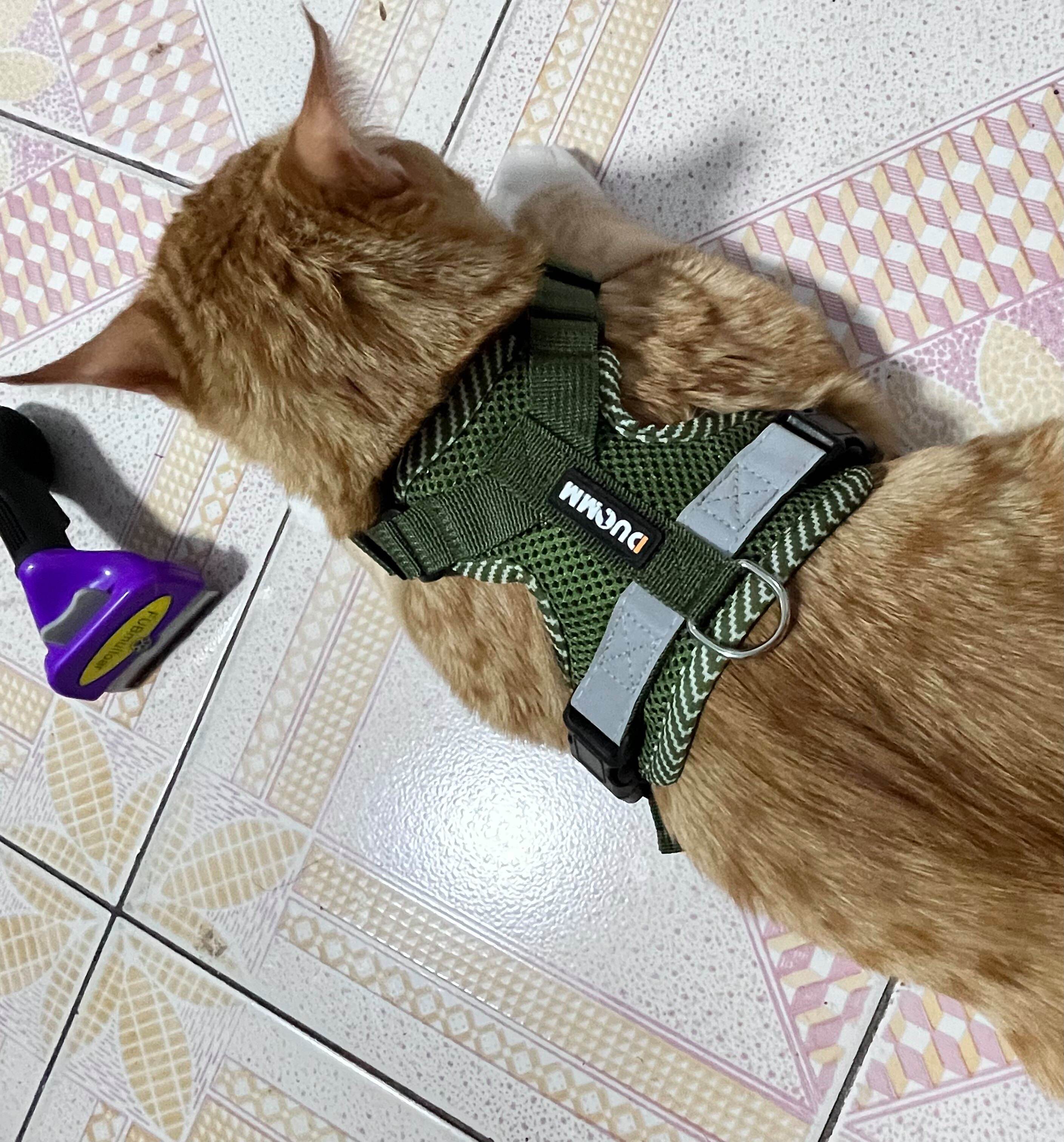 猫咪牵引绳怎么套(猫咪牵引绳怎么套视频) 猫咪牵引绳怎么套(猫咪牵引绳怎么套视频)