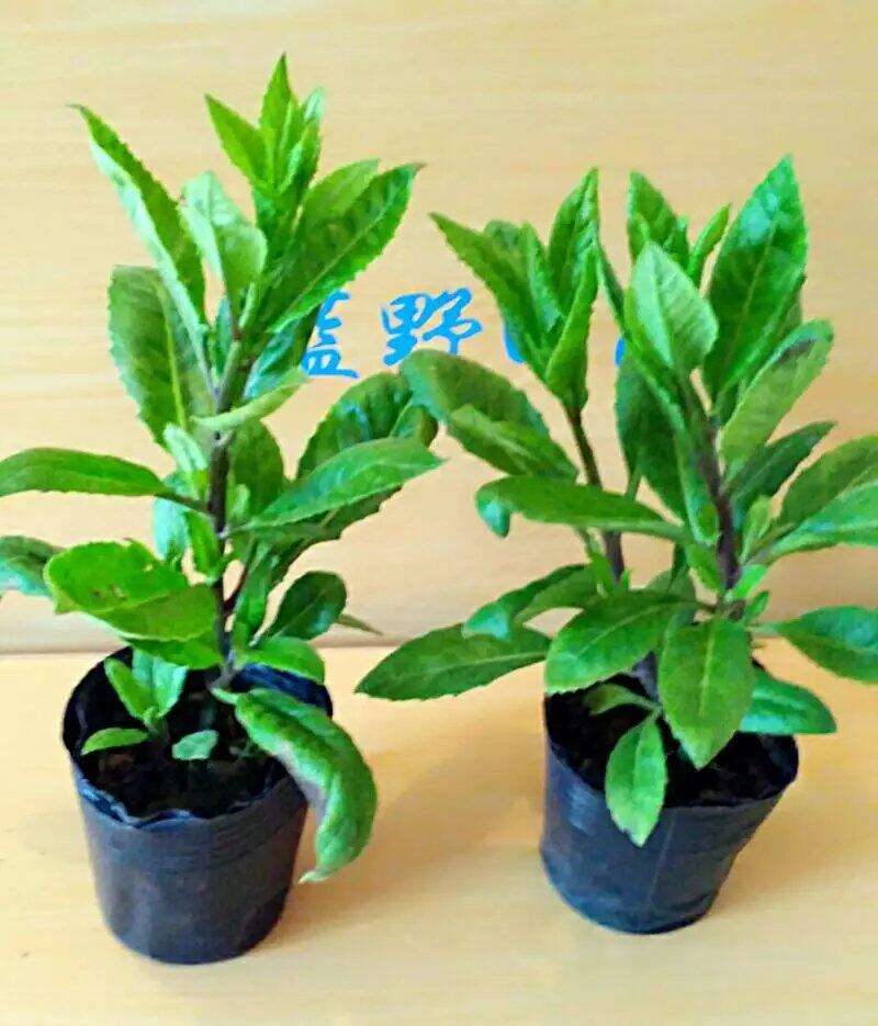明月草(明月草可以生吃吗) 明月草(明月草可以生吃吗)