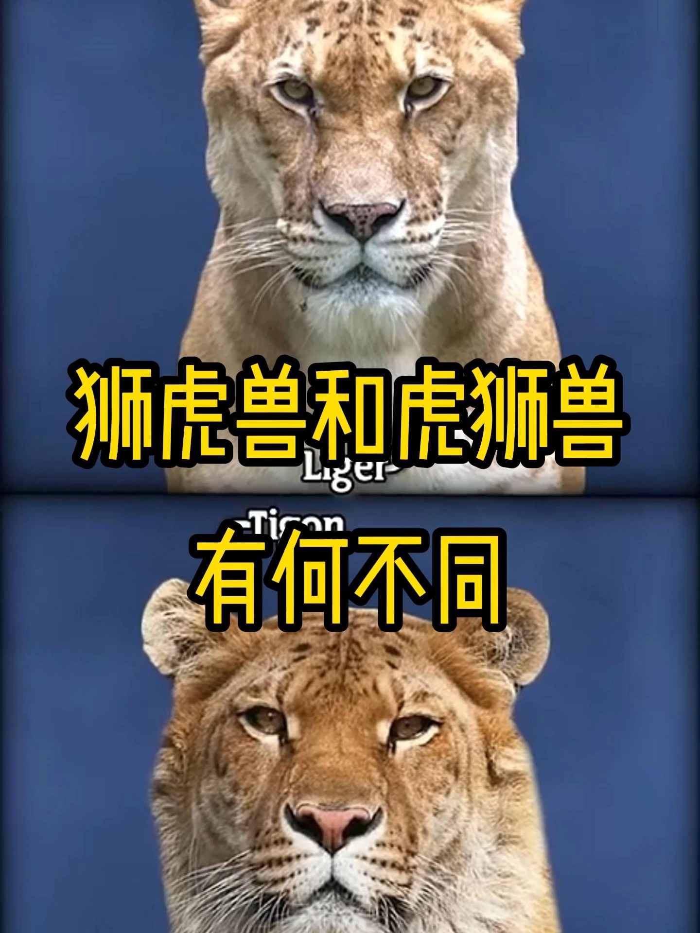 老虎为什么怕狮子(老虎怕狮子还是狮子怕老虎) 老虎为什么怕狮子(老虎怕狮子还是狮子怕老虎)