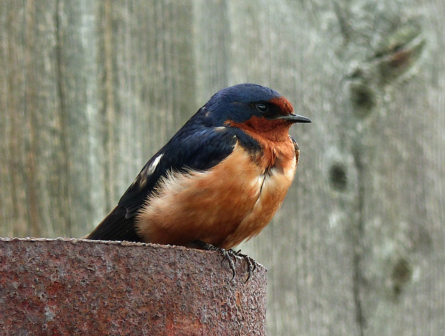 swallow(swallow词根词缀) swallow(swallow词根词缀)