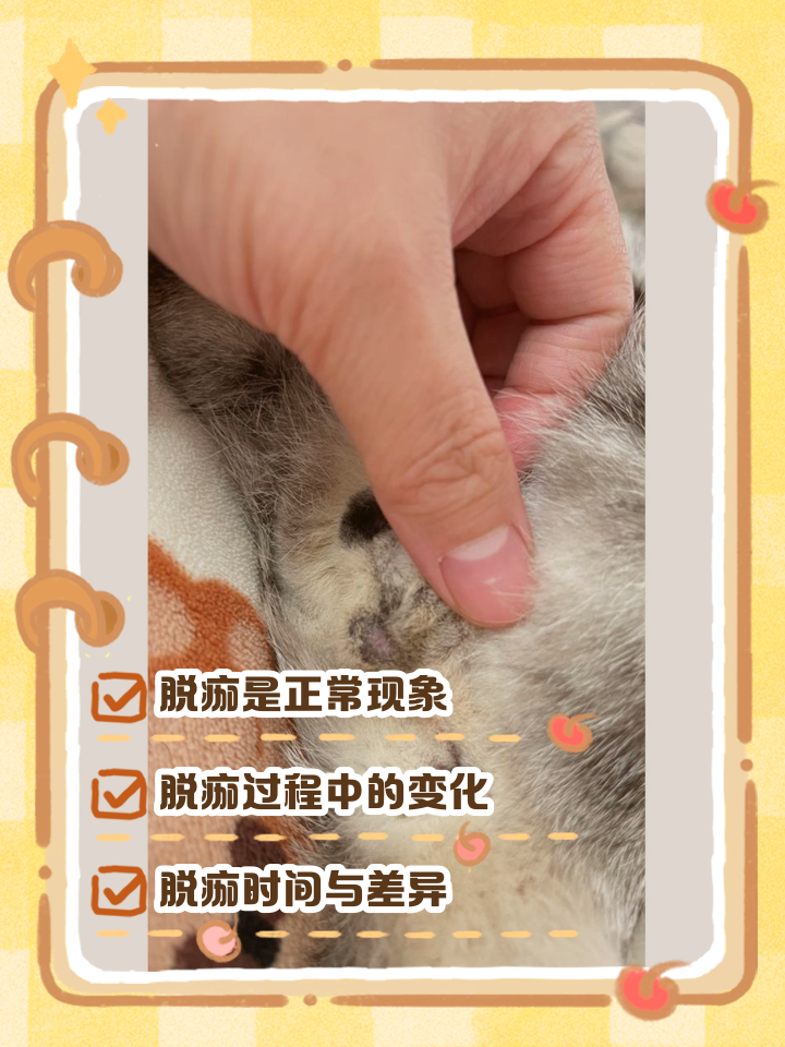 猫咪遗体怎么处理(猫死了是扔了还是埋了)