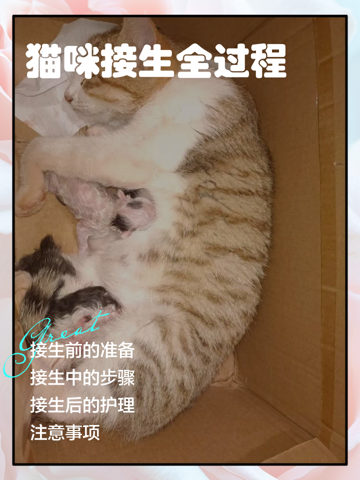 猫咪遗体怎么处理(猫死了是扔了还是埋了)