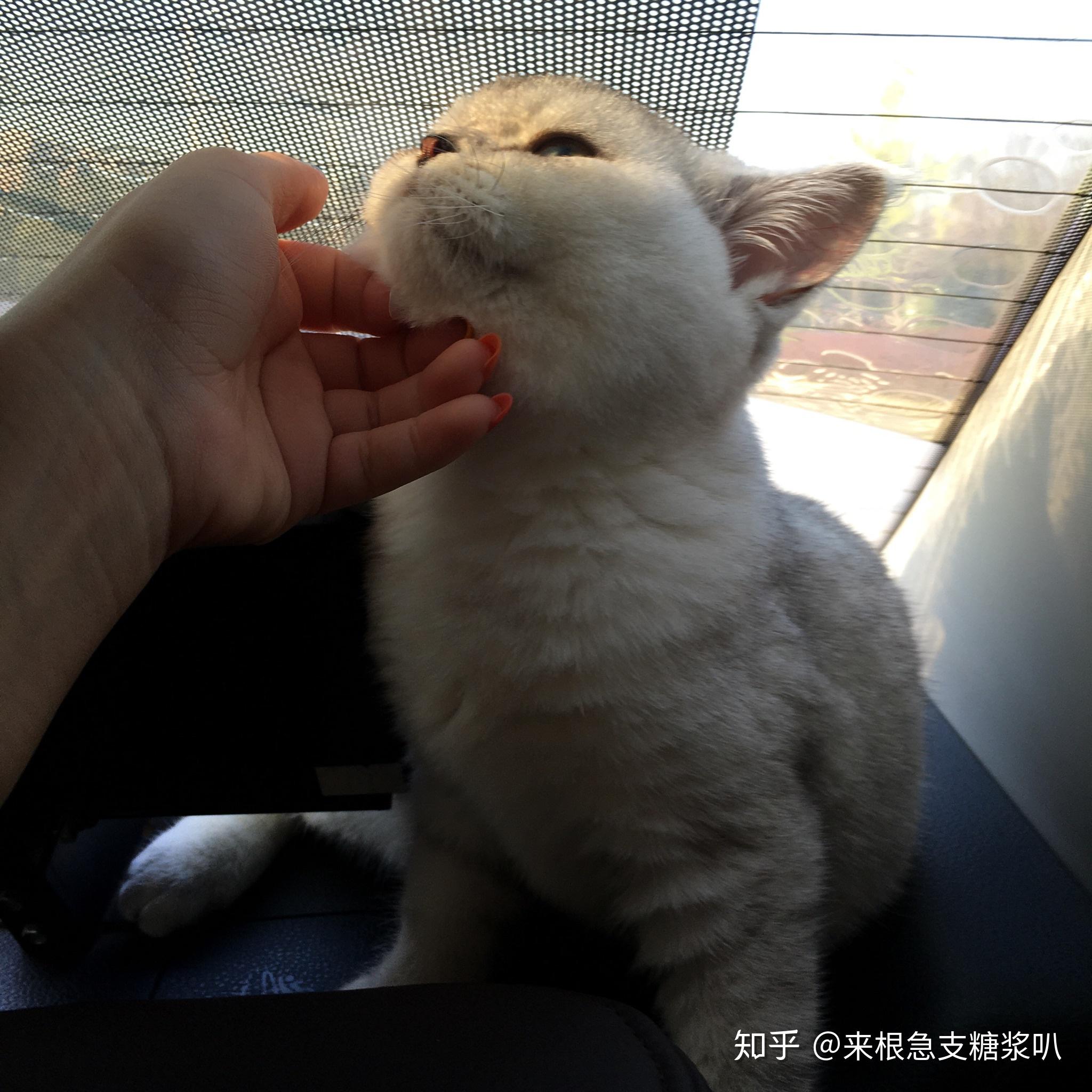 猫咪带着伊丽莎白圈怎么吃东西(猫咪带着伊丽莎白圈怎么吃东西视频) 猫咪带着伊丽莎白圈怎么吃东西(猫咪带着伊丽莎白圈怎么吃东西视频)