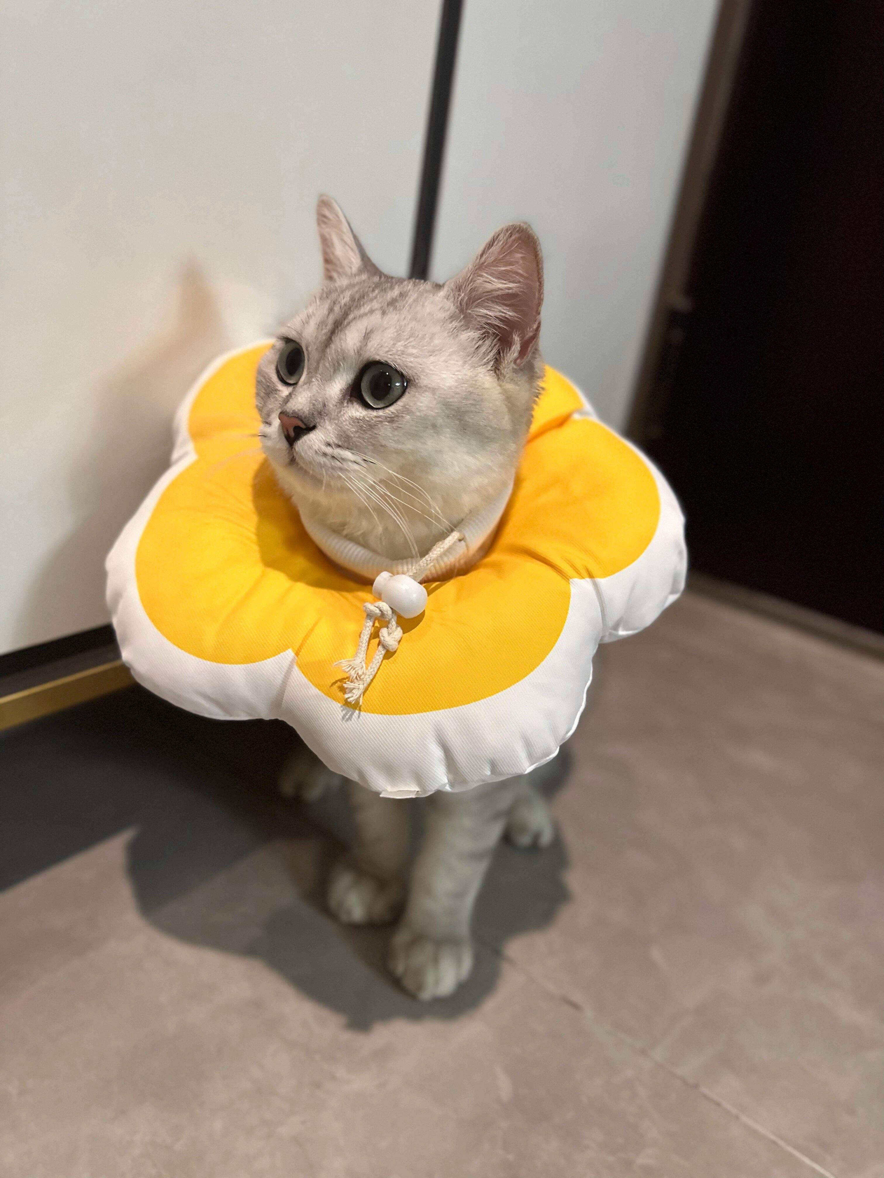 猫咪带着伊丽莎白圈怎么吃东西(猫咪带着伊丽莎白圈怎么吃东西视频) 猫咪带着伊丽莎白圈怎么吃东西(猫咪带着伊丽莎白圈怎么吃东西视频)
