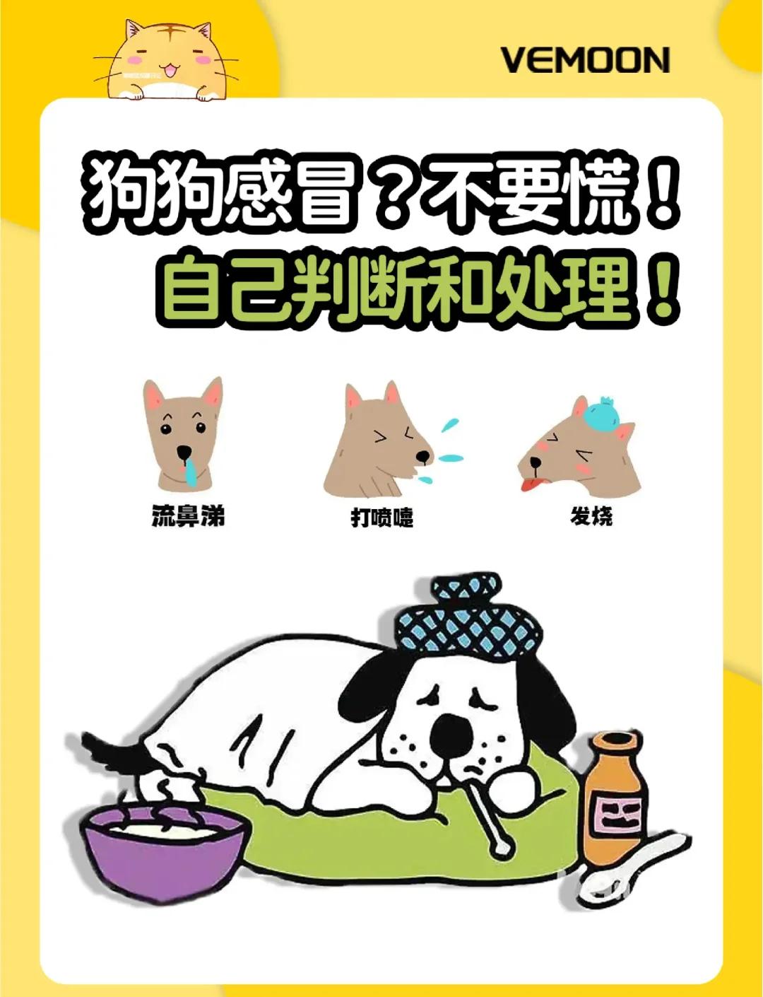 猫咪感冒了怎么办(猫咪感冒了怎么办打喷嚏吃什么药) 猫咪感冒了怎么办(猫咪感冒了怎么办打喷嚏吃什么药)