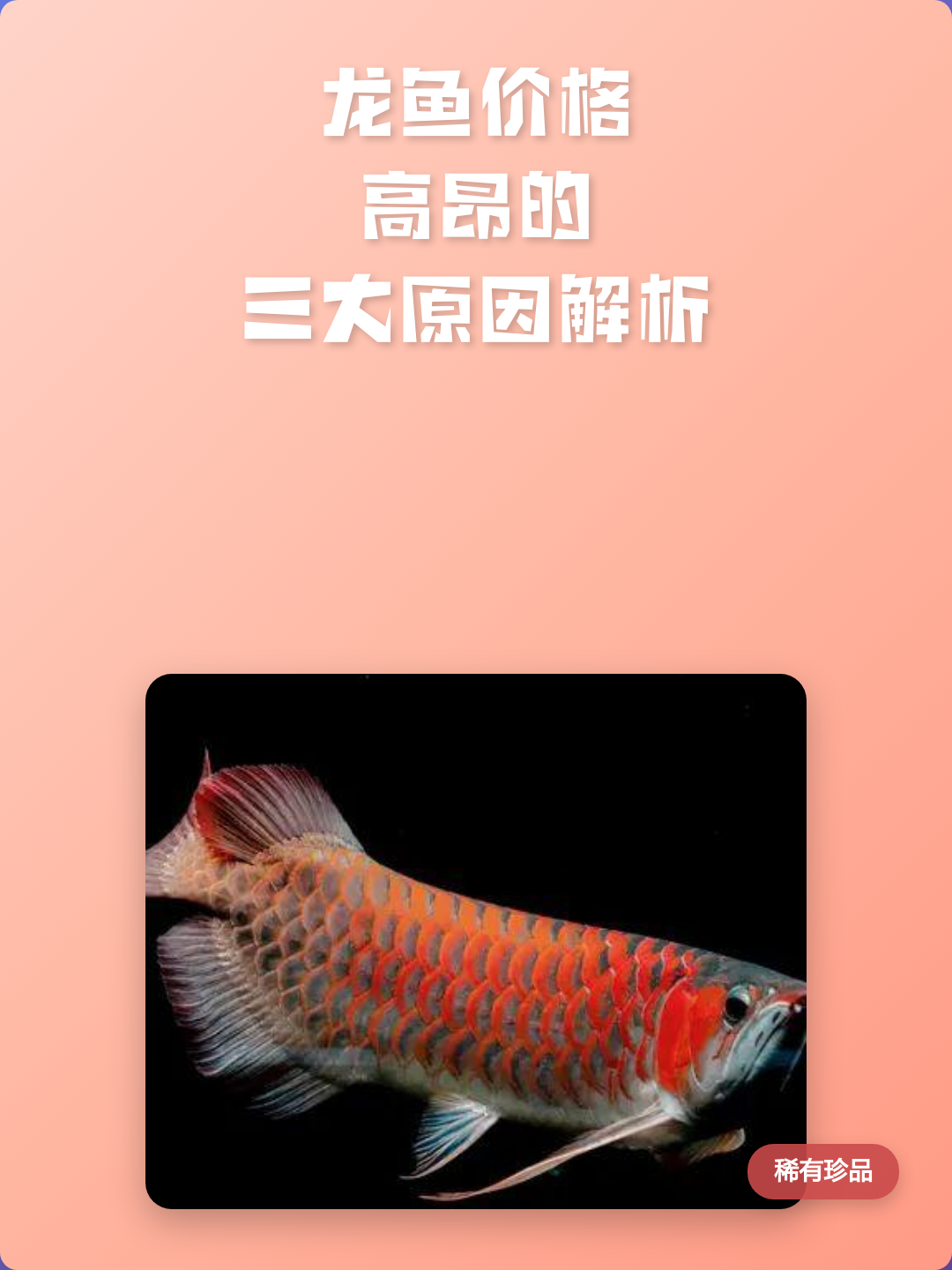 银龙鱼价格(金龙鱼111价格)