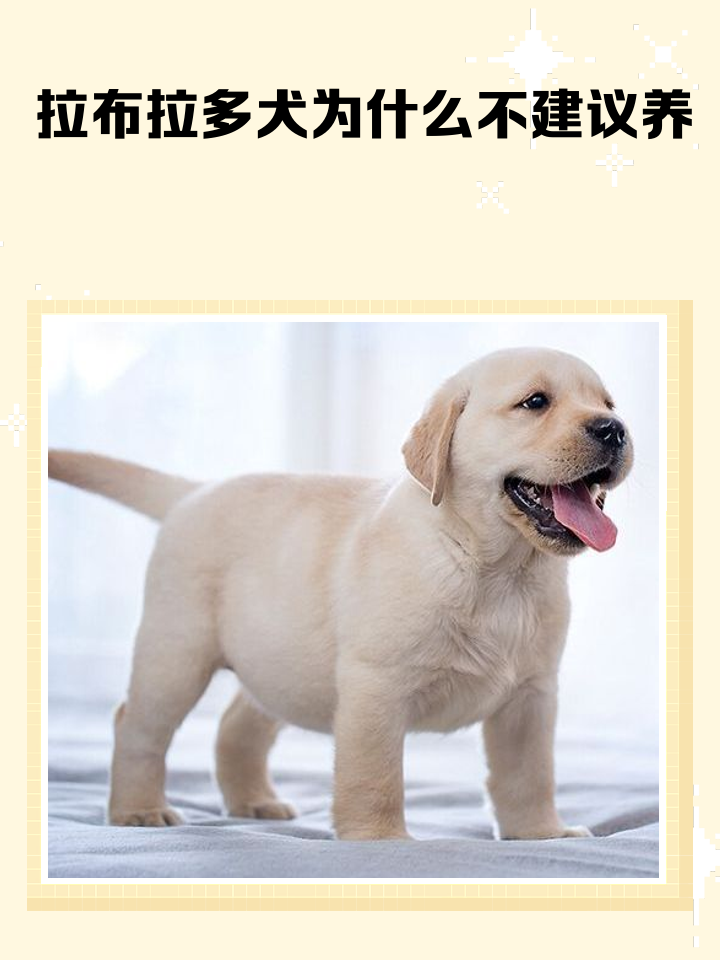 拉布拉多犬的致命缺点(拉布拉多这种狗怎么样?) 拉布拉多犬的致命缺点(拉布拉多这种狗怎么样?)