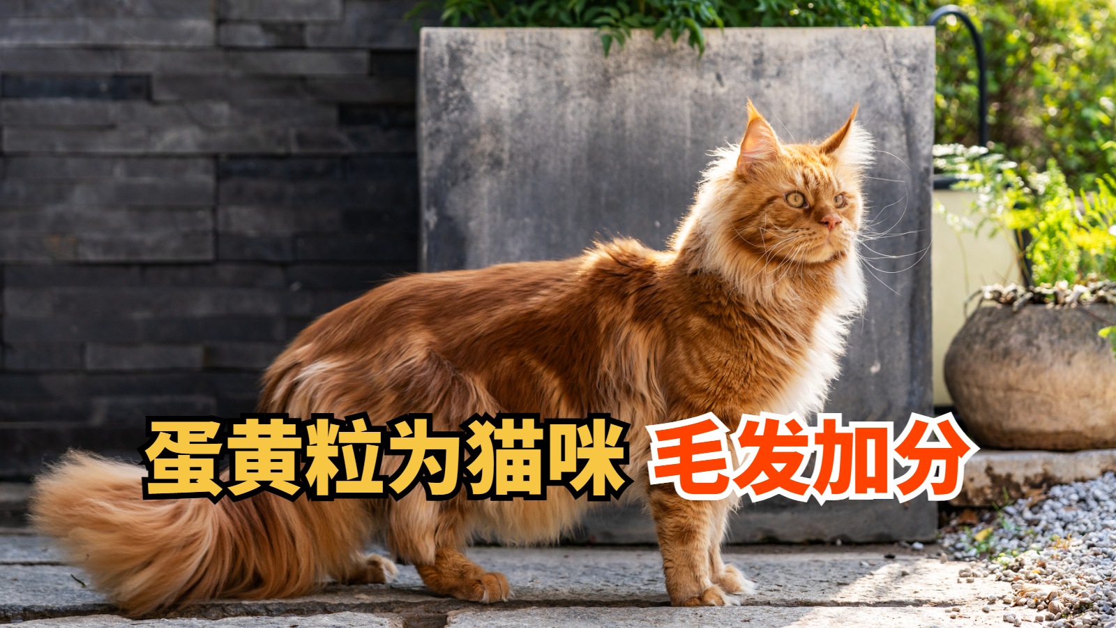 猫咪吃蛋黄有什么好处(猫咪吃蛋黄有什么好处和功效) 猫咪吃蛋黄有什么好处(猫咪吃蛋黄有什么好处和功效)